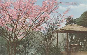 巴達岡的櫻花