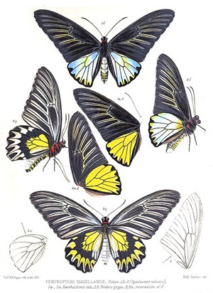 珠光裳鳳蝶（Troides magellanus）