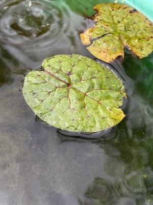 芡實