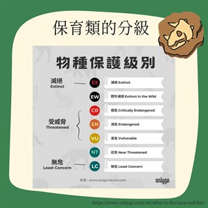 保育動物—海龜
