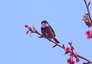 圖片來源：痞客邦