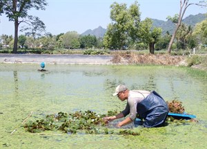 到野蓮池種植菱角