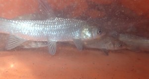青魚吃福壽螺大餐
