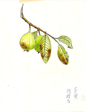 黃春明草葉集：〈芭樂〉