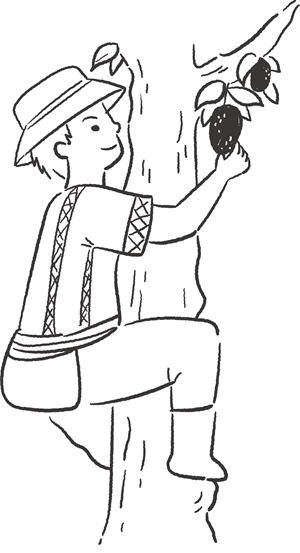 *採野生愛玉的插畫示意圖。本計畫繪製