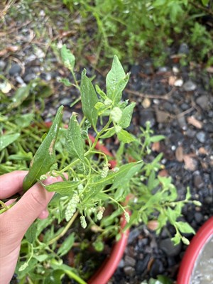 尖瓣花