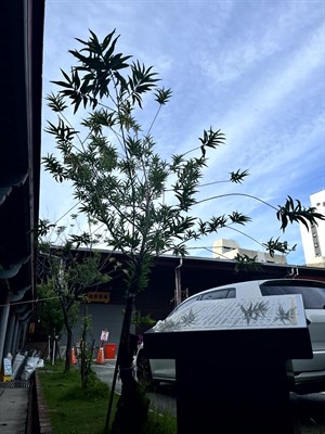 大觀音亭 為神醫植杏 杏樹