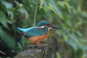 翠鳥俗稱魚虎
