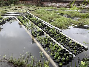 水上苗圃