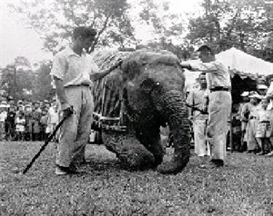 代表該園全體動物向園內死亡動物紀念碑跪拜致祭(1955年)