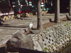 白鷺鷥－小白鷺