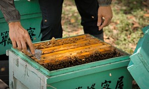 從小與蜜蜂為伍，月勝吉返鄉經營家族事業