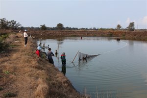 濾魚前的圍魚