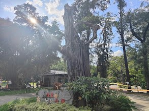 佳里中山公園的風景