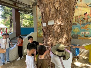 0930南寮國小校史室茄苳老樹