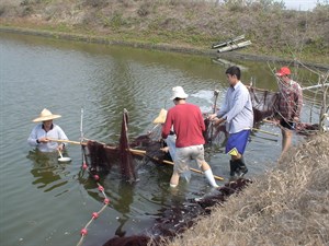 圍魚的網子變成濾魚的布斗
