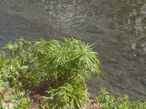 梅川－輪傘莎草