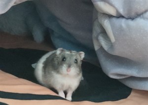飼養倉鼠寵物之探討