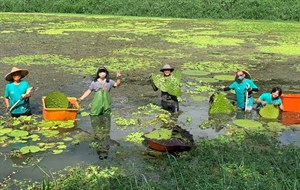 美濃湖水雉棲地志工移植芡實