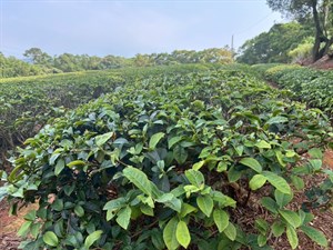 茶園