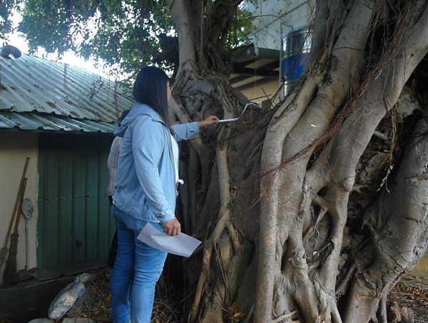 尋訪記憶中的老樹