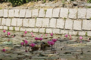 曹公圳生態