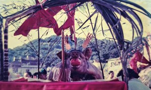 建醮祭典的豬公(1)