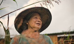 戴李鳳嬌在集穡室工坊快樂農場復育西拉雅族傳統作物Tarau（散穗高粱）