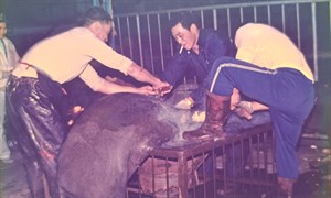 太平宮60年一次的建醮祭典前一晚(6)