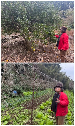 敏慧姐介紹果園、菜園。（圖／朱芸萱）