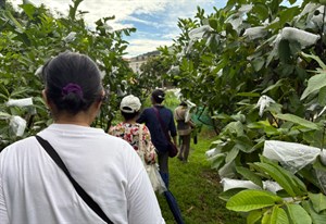 探索行動-三角埔傳統信仰與地方產業(3)