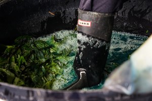 花蓮Dipit-復興無菸部落-打藍