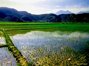 頭社水田風光