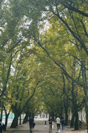 北醫楓林大道