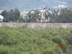 白鷺鷥