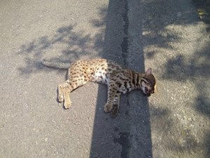 石虎路殺