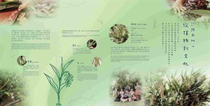 認識月桃：從植物到文化