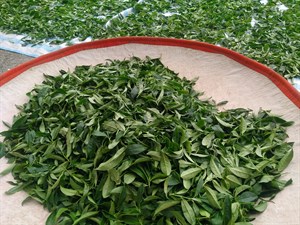 茶菜