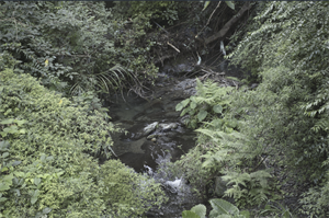 錦路風景