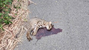 石虎路殺