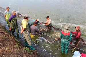 數魚苖