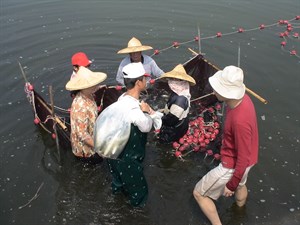 魚苖入袋灌氧氧背上岸