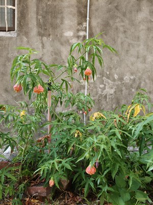 燈籠花