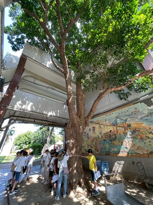 0930南寮國小校史室茄苳老樹