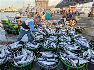 澎湖-鰹魚魚市場