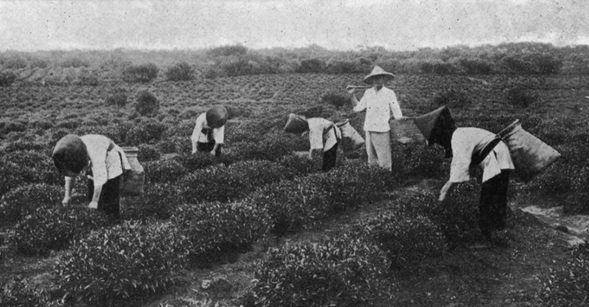 島嶼煉金術