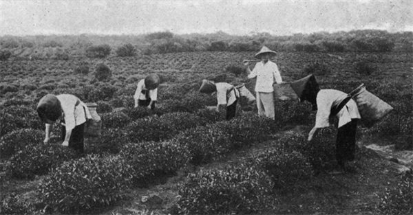 島嶼煉金術