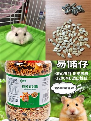 飼養倉鼠寵物之探討