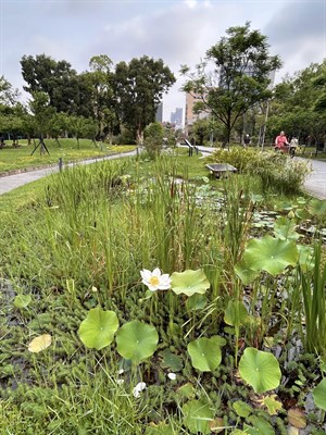 湖中蓮花