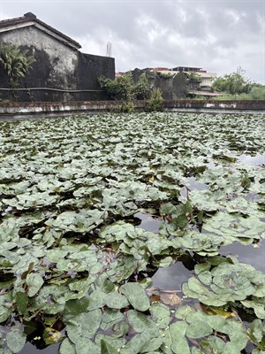 水草樂園菱角種苗池